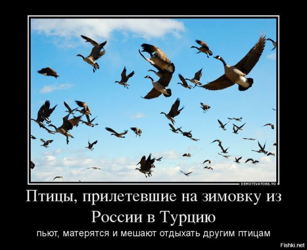 Перелетные птицы прикол