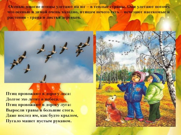 Птицы осенью улетают в тёплые и