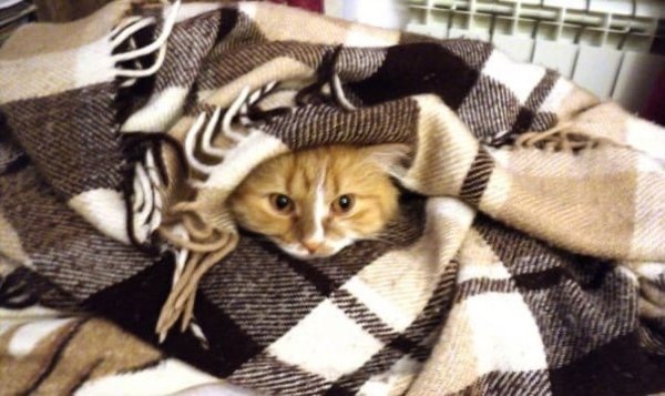 Кот закутанный в плед