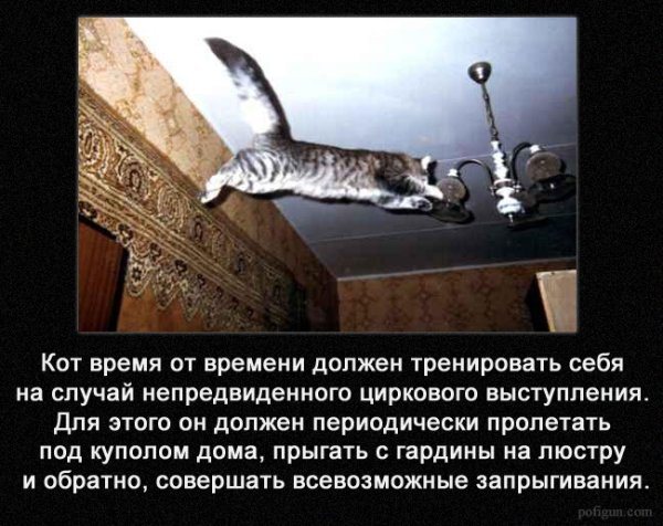 Кот качается на люстре