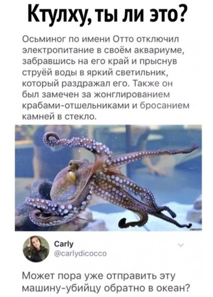 Осьминог интересные факты