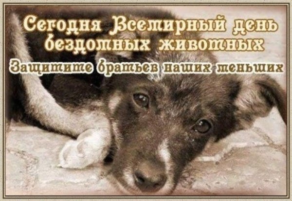 Международный день бездомных животных
