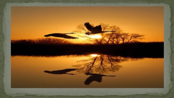 12 Октября Всемирный день мигрирующих птиц