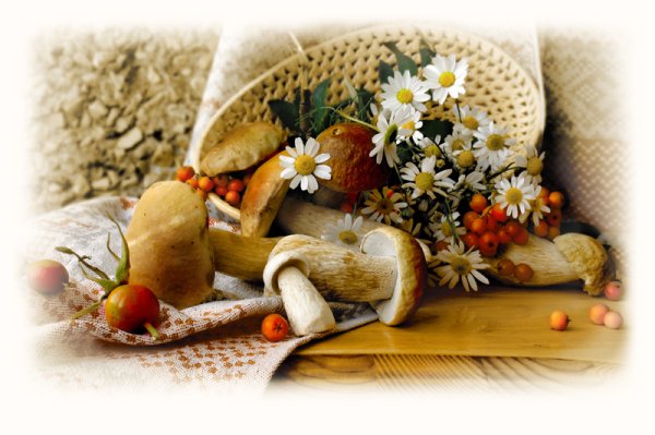 Открытка с днем рождения с грибами