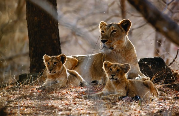 Львица Грация