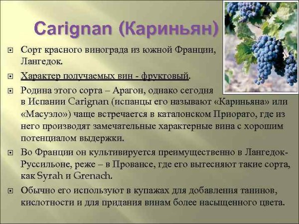 Кариньян сорт винограда