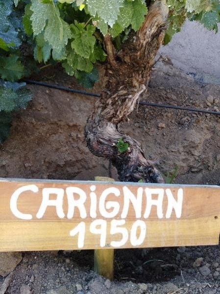 Международный день вина «Кариньян» (International Carignan Day)