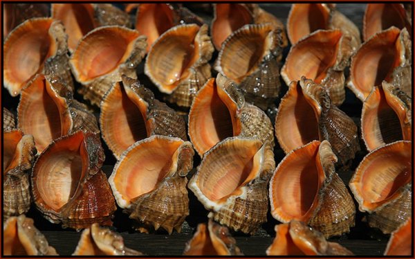 Рапановая Ракушка