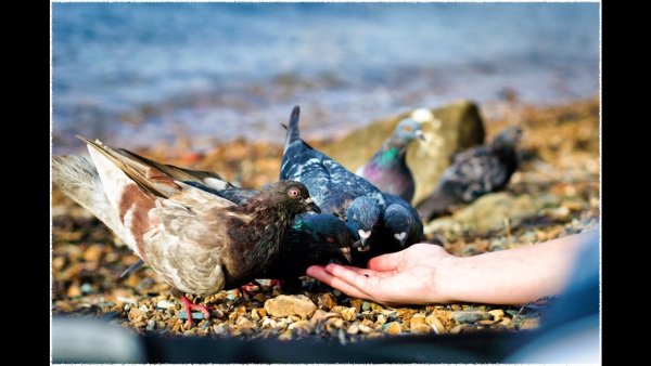 День кормления птиц овсяным печеньем 2 ноября