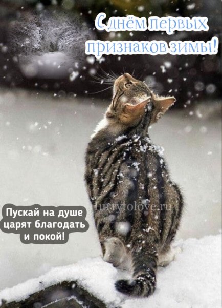 С первым днем зимы кот