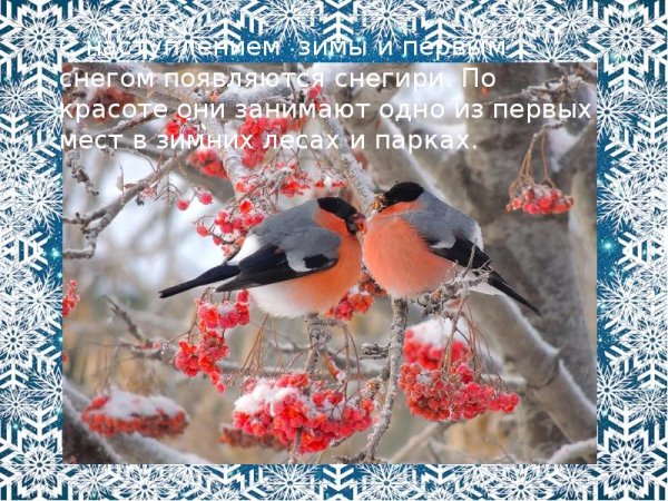 Картина по номерам Снегири