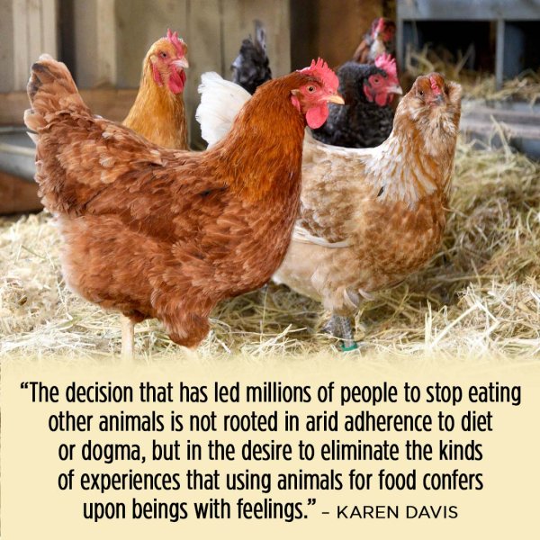 День уважения кур