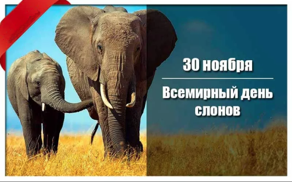 Картинки на Всемирный день слонов (50 фото)