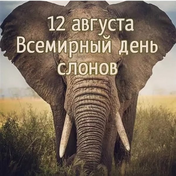 Всемирный день слонов