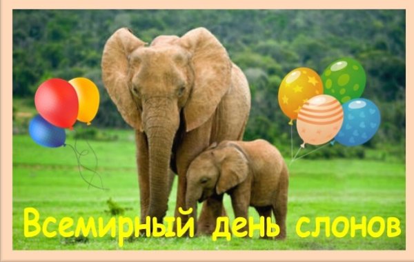 Всемирный день слона 12 августа