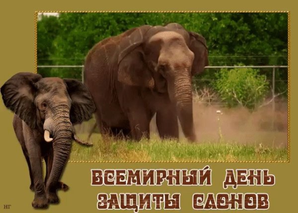 Всемирный день защиты слонов 22 сентября