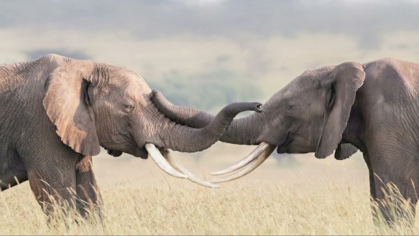 Всемирный день слонов 12 августа