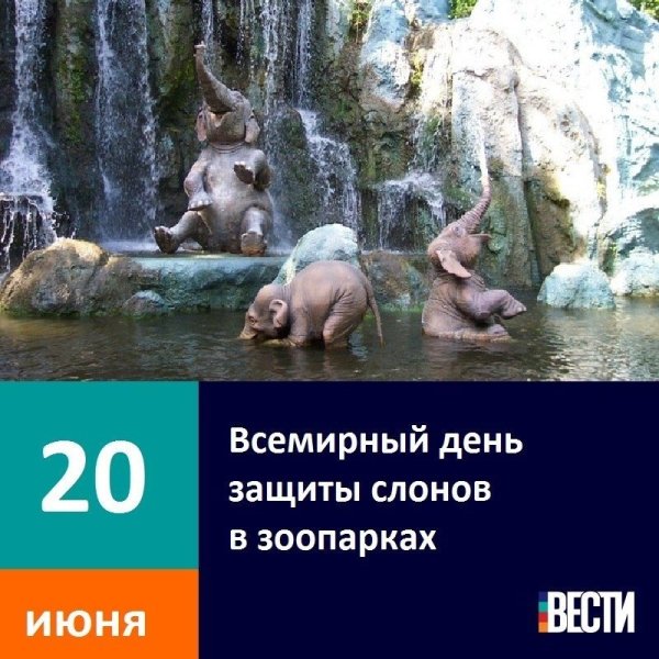 20 Июня Всемирный день защиты слонов