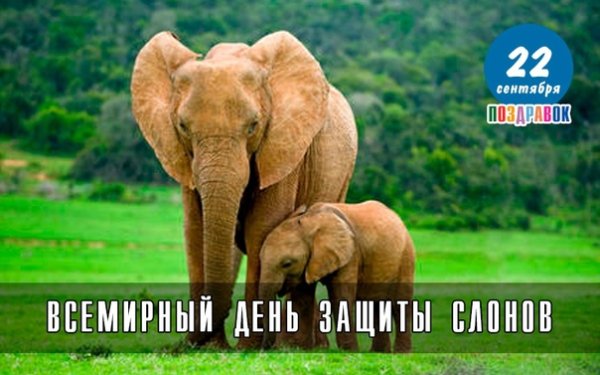 Галина слон