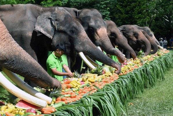 Всемирный день слонов (World Elephant Day)