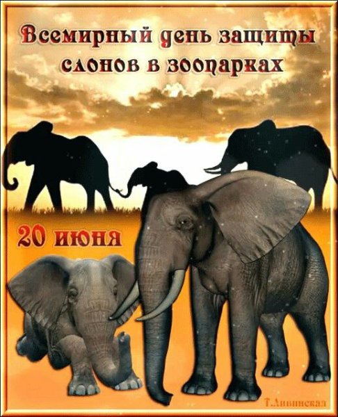 День защиты слонов