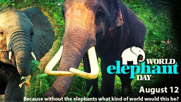 Всемирный день слонов (World Elephant Day)