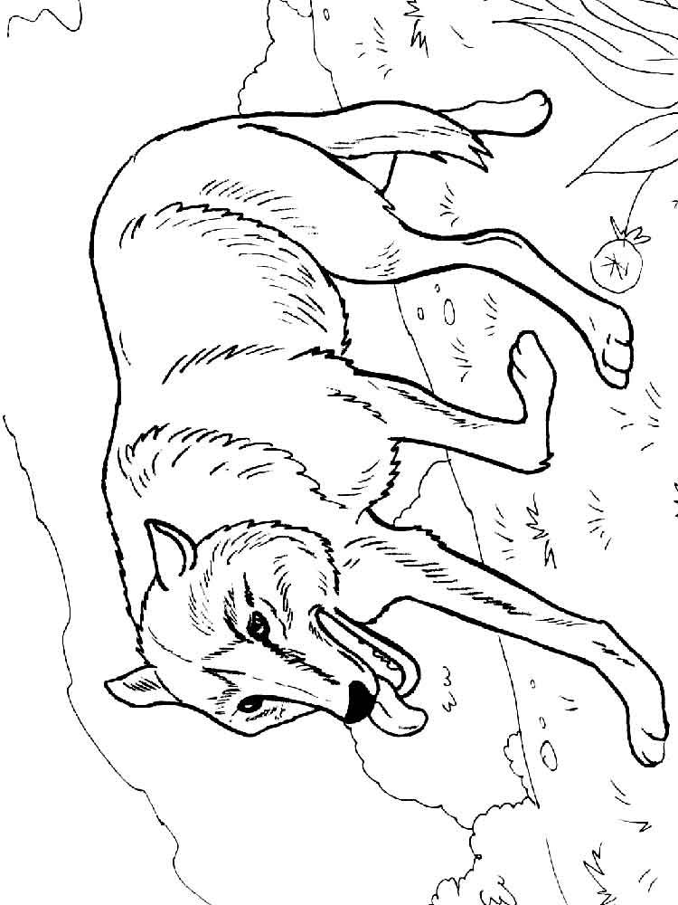 Раскраска серый волк. Глупый волк раскраска. Волк на псарне рисунок карандашом. Волк из сказки рисунок. Приключения Пети и волка раскраска.