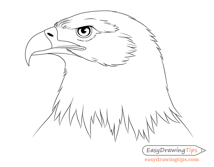 Орлята распечатать. Голова орла сбоку рисунок. Орел карандашом. Голова орла карандашом. Нарисовать орла карандашом.