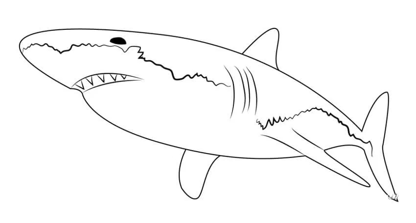 Мегалодон акула раскраска - 61 фото