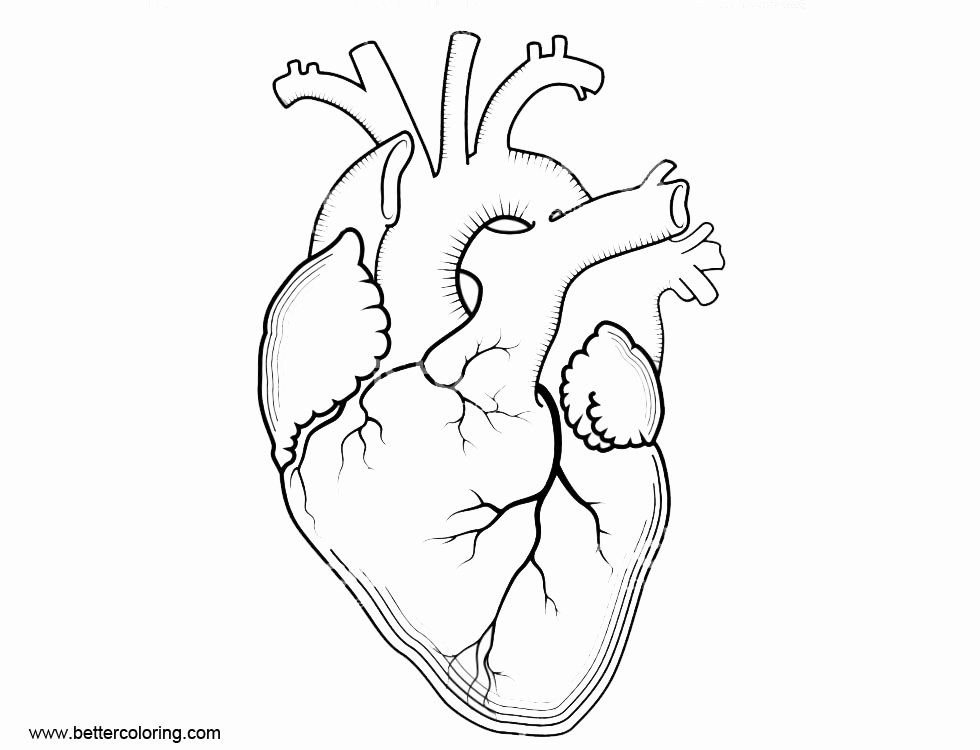 Как выглядит сердце человека: познавательные картинки для детей