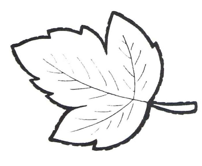 Калина форма листьев. Листья рисунок. Листья контур. Лист калины рисунок. Листики трафарет.
