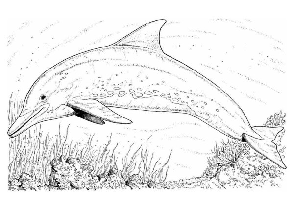 Картинки раскраски дельфин (54 фото)