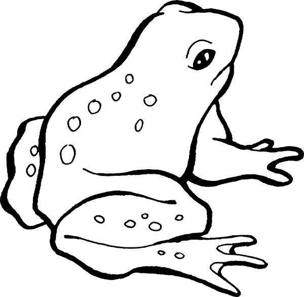 Картинки раскраски лягушка (50 фото)
