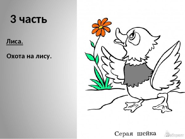 Серая шейка раскраска