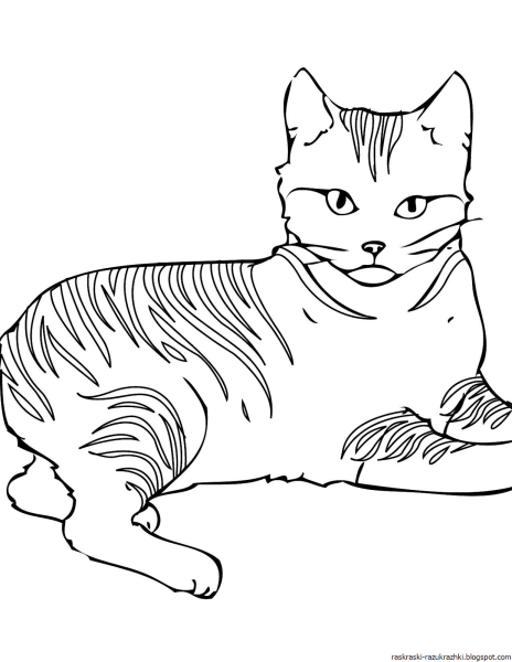 Раскраска кот