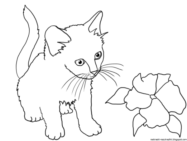 Кошки. Раскраска