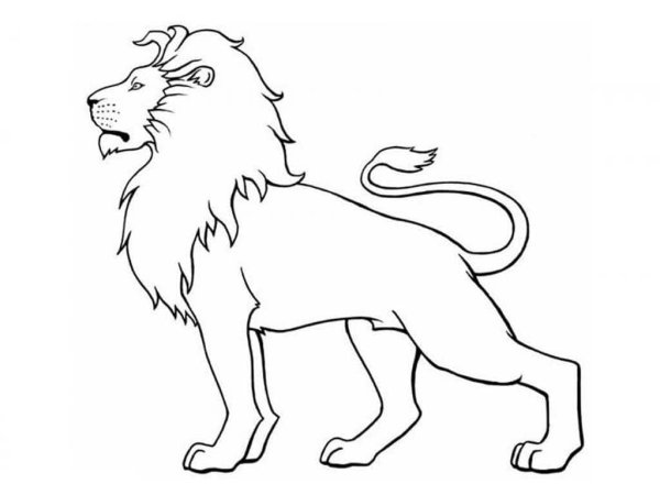 Лев рисунок