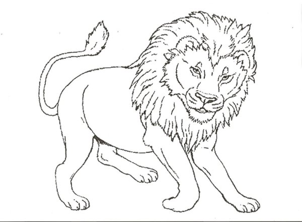 Раскраска Лев