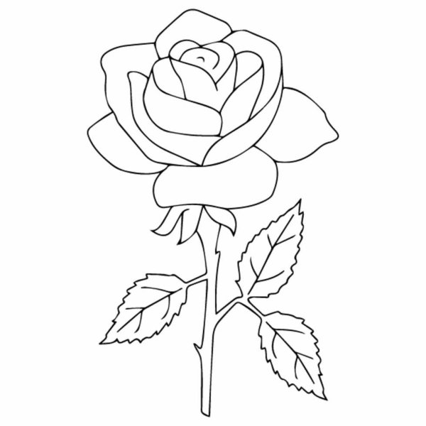 Роза для рисования
