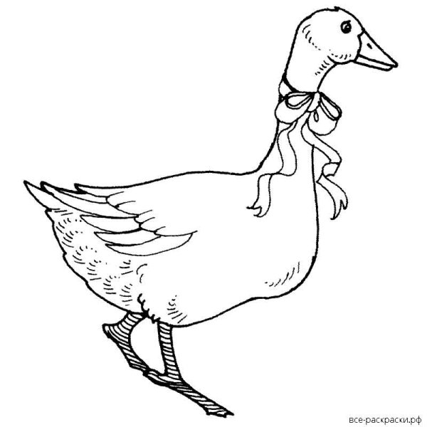 Гус раскраска
