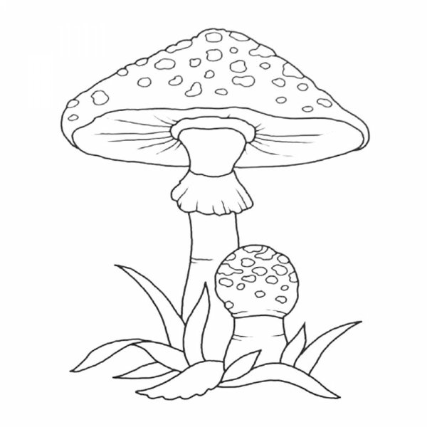Бледная поганка раскраска