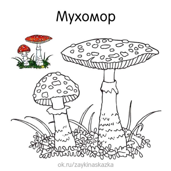 Съедобные грибы раскраска
