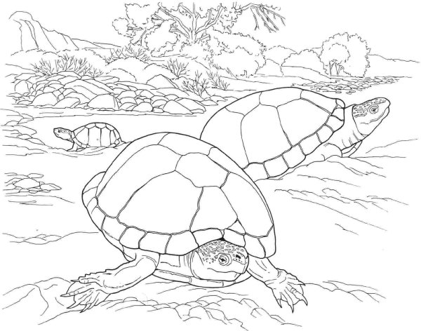 Картинки раскраски черепаха (54 фото)