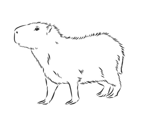 Капибара черно белая