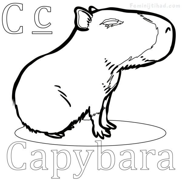 Капибара сбоку
