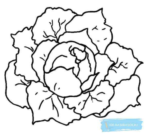 Раскраска овощи капуста