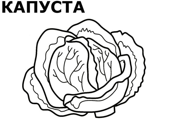 Капуста раскраска для детей 3-4 лет