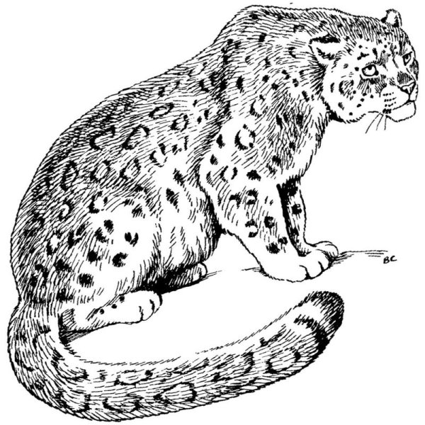 Ирбис или снежный Барс раскраска