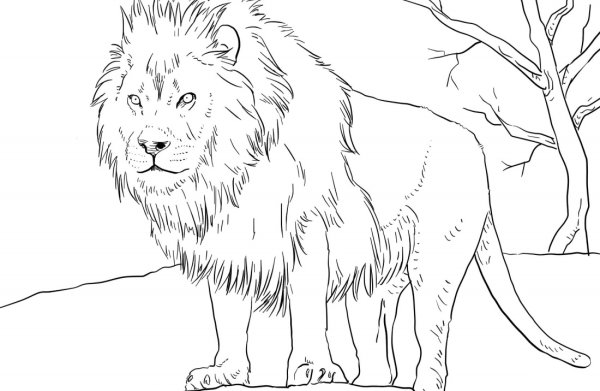 Раскраска "Дикие животные"