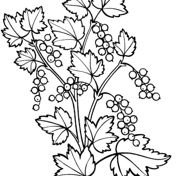 Смородина раскраска